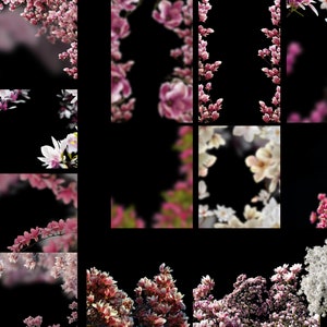 Magnolienüberlagerungen, Magnolienblüte, Magnolienfrühlingsüberlagerungen, Magnolienblume png, Frühlingsblumenhintergrundkarte, Blumenbrunchüberlagerungen Bild 8