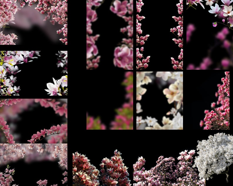 Magnolia overlays, magnolia bloesem, magnolia lente overlays, magnolia bloem png, lentebloem achtergrondkaart, bloembrunches overlays afbeelding 8