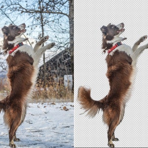May include: A brown and white border collie dog stands on its hind legs with its front paws raised in the air. The dog is wearing a red collar and is looking up. The dog is standing in a snowy field.