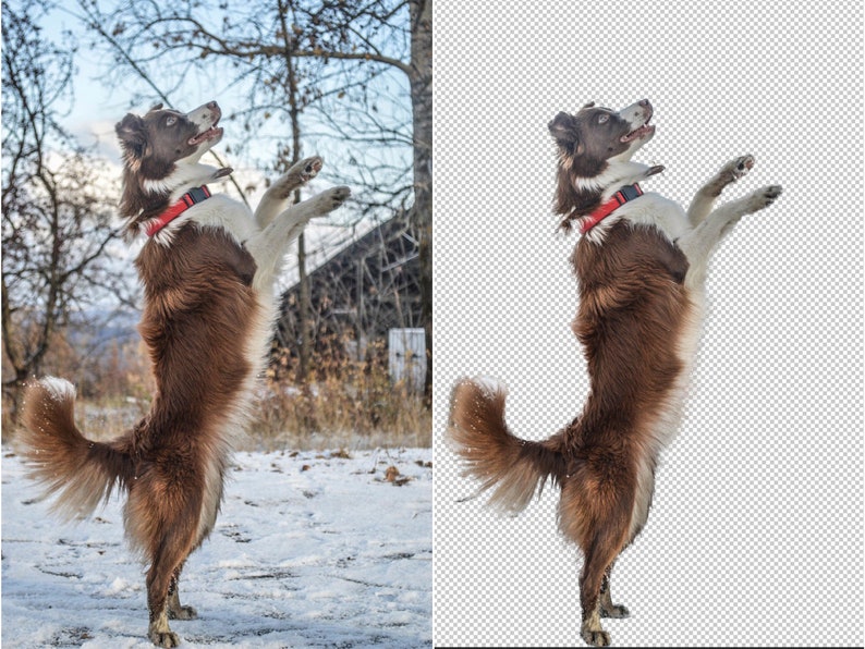 May include: A brown and white border collie dog stands on its hind legs with its front paws raised in the air. The dog is wearing a red collar and is looking up. The dog is standing in a snowy field.