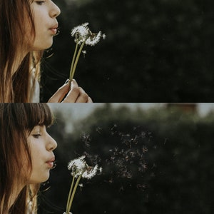 Dandelion overlays, Realistic Dandelion Photoshop Overlays, Spring photoshop overlays, dandelion flowers, Digital Background, Dandelion Seed image 10