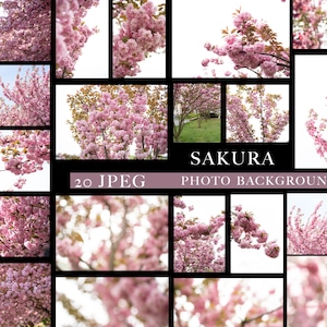 Sakura overlays, Cherry blossoms png, Blooming spring branch overlays, Pink Blossom Tree photo overlays, Cherry Blossom Photoshop Overlays image 4