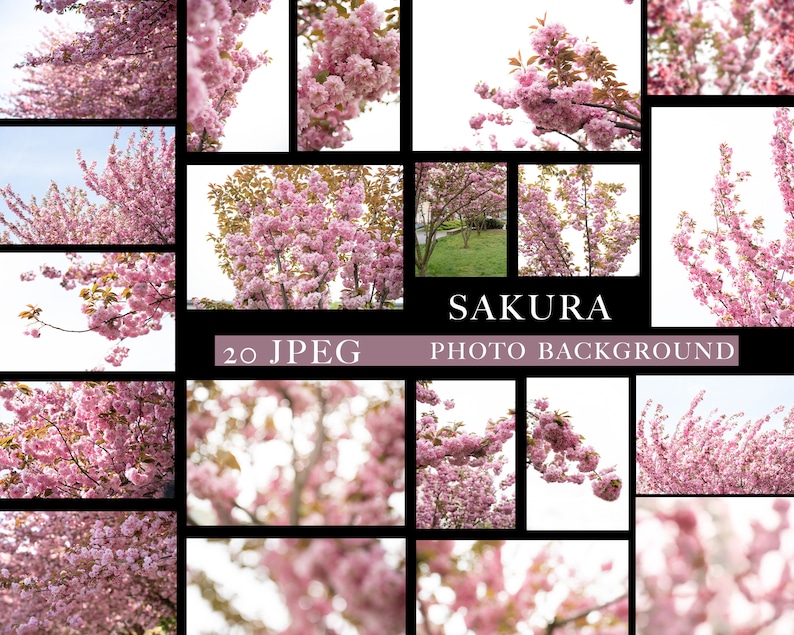 Sakura overlays, Cherry blossoms png, Blooming spring branch overlays, Pink Blossom Tree photo overlays, Cherry Blossom Photoshop Overlays image 4