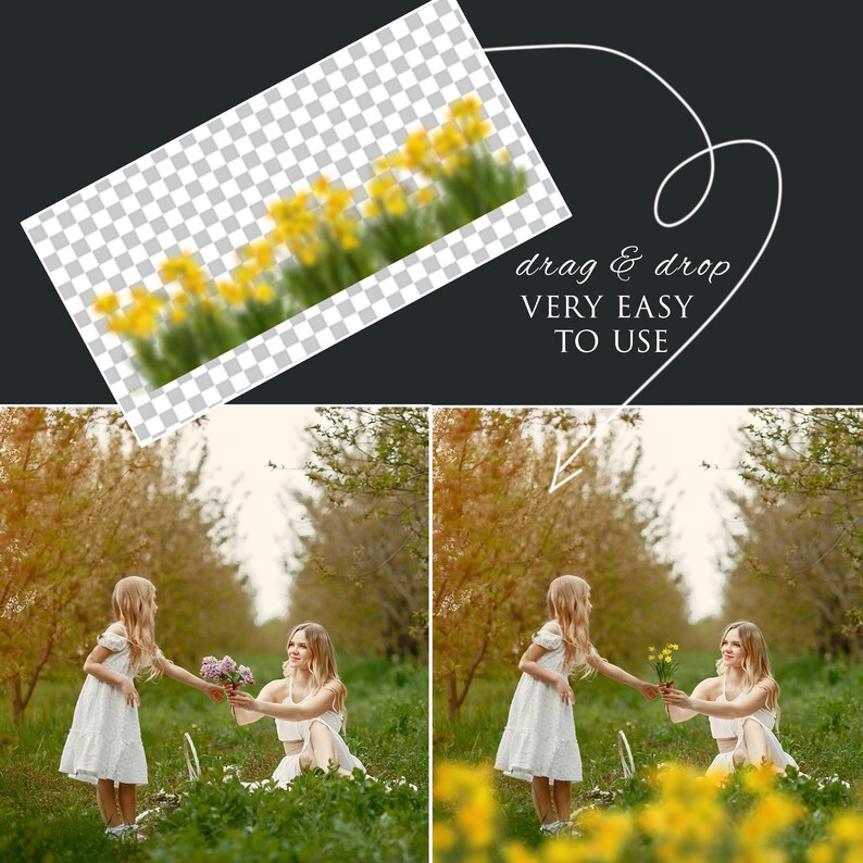 Daffodils Photo Overlays PNG | Spring Flower Overlays | Narcissus ...