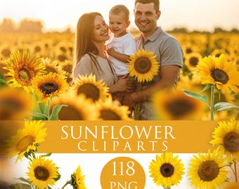 Bundle Sunflower Clipart Png,  summer overlays, Sunflower backdrop, Flower png, sunflowers clip art, printable sunflower, summer overlays