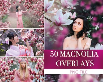 Superpositions de magnolia, fleur de magnolia, superpositions de printemps de magnolia, png de fleur de magnolia, carte de fond de fleur de printemps, superpositions de brunchs de fleurs