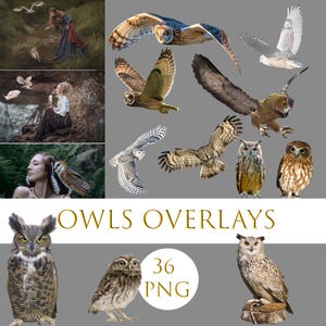 Owls overlays, Owls clipart, Realistic owl png, birds png, flying owl png , Snowy Owl Overlays, Transparent PNG Owls, Forest animal overlay