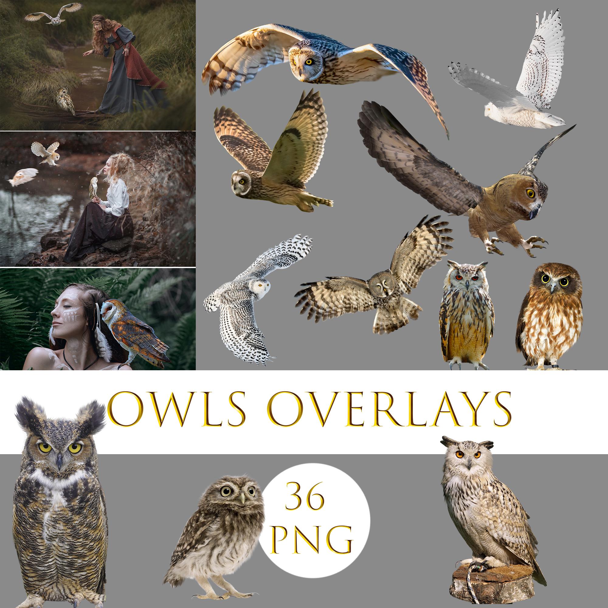 Owls overlays, Owls clipart, Realistic owl png, birds png, flying owl png , Snowy Owl Overlays, Tran