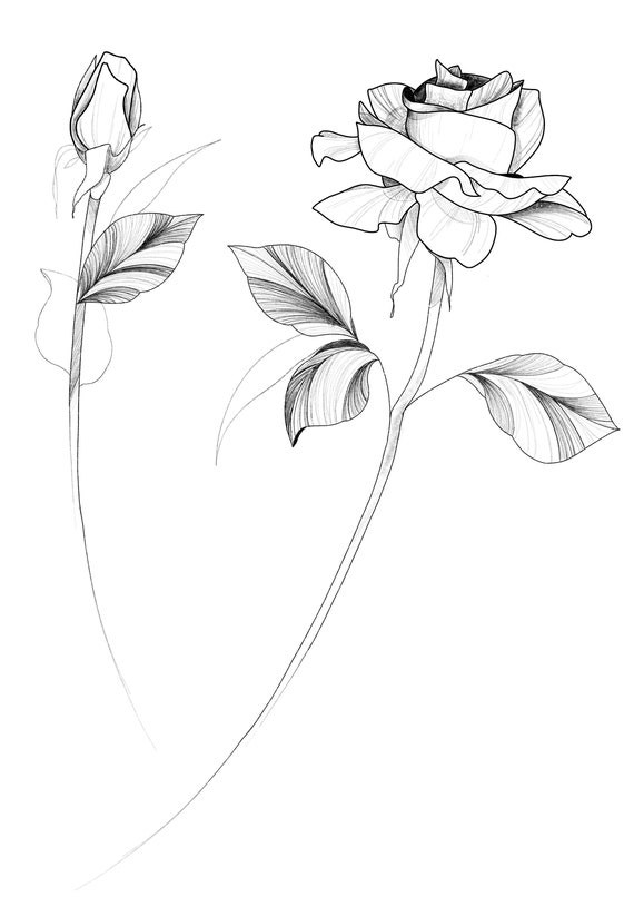 Rose Buds Tattoo Stencil