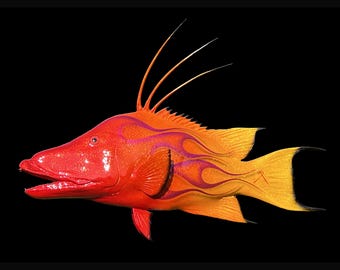 Sunrise Hogfish – Marine Wall Sculpture | 34” Urethane on Fiberglass | Vibrant Coastal Fish Art
