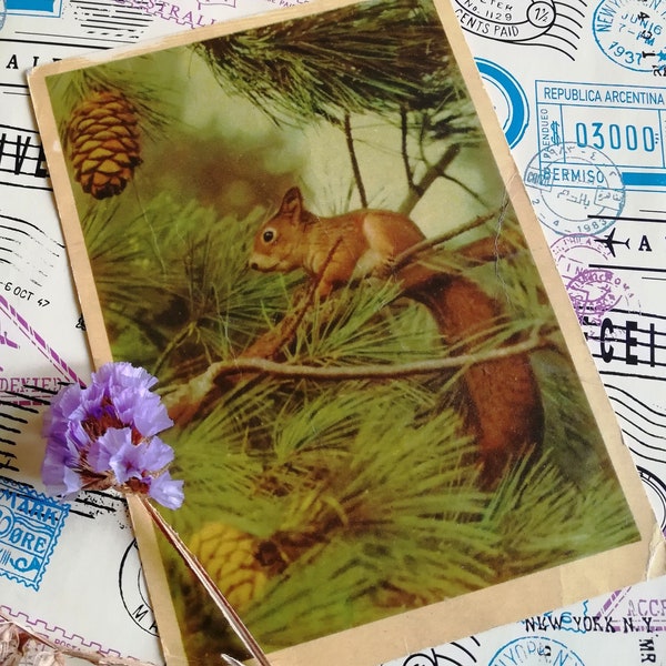 Animal postcards, Squirrel, Old colored Soviet postcard, animal photo, Vintage postcard, Written on postcard, Made in USSR, 1962, Rare.