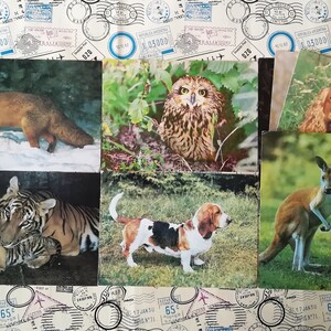 Cartes postales d’animaux, chiens, renard, kangourou, tigre, chat, hibou, cerf, Un ensemble de 8 cartes postales soviétiques colorées, photo d’animal, Made in USSR, années 80