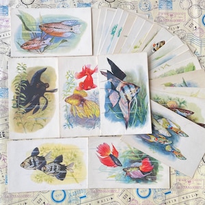 Aquarium Fische - Set von 21 Vintage farbigen Postkarten mit russischen Beschreibungen, 1960er Jahre Sammlerstück Rarität