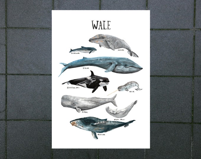 German digital download poster children's room whales ocean whales seas animals nature apartment illustrations decoration knowledge watercolor