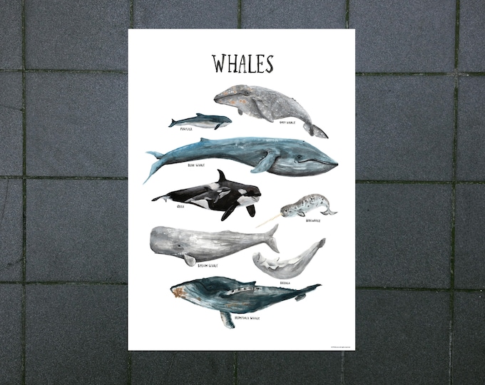 ENGLISH printed poster children's room whales ocean cetaceans seas animals nature apartment kids illustrations decoration knowledge watercolor