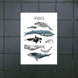 ENGLISH gedrucktes Poster Kinderzimmer Wale Ozean Walfische Meere Tieren Natur Wohnung Kinder Illustrationen Dekoration Wissen Aquarell