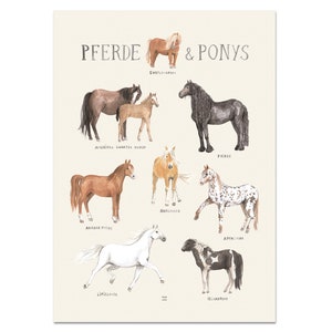 Poster Cavalli e Pony A3 A2 Cameretta per Bambini Ragazze Ragazzi Bambini Animali Razze di Cavalli Povalala Tedesco Acquerello Natura Shetland Pony Equitazione Islanda