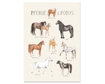 dig Download Pferde & Ponys Poster Kinderzimmer Mädchen Jungen Kinder Tiere Pferderassen Povalala DEUTSCH  Natur Shetlandpony reiten Island