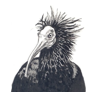 Waldrapp, animal drawing, bird, ink drawing, art print