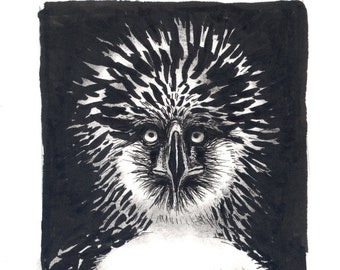 May include: Black and white ink drawing of a bird of prey with a fierce expression. The bird has a large beak and sharp talons. The drawing is done in a realistic style.