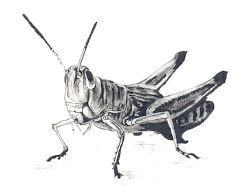 Grasshopper, animal drawing, ink drawing, art print