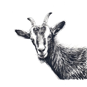Goat Animal Drawing Ink Drawing Art Print