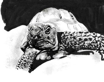 May include: A black and white ink drawing of a tortoise with its head and legs visible. The tortoise is drawn in a realistic style with detailed markings on its shell and skin.