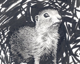 May include: A black and white ink drawing of a small rodent, possibly a ground squirrel, peeking out from a thicket of brush.