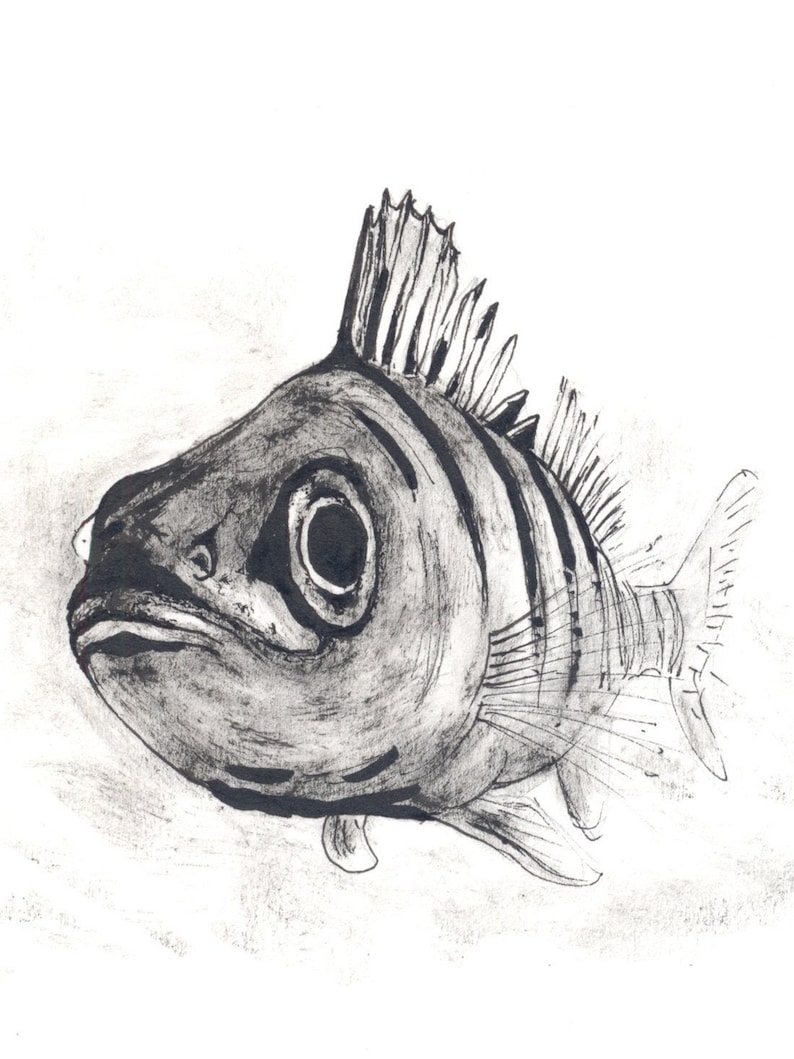 Steched Fish Perch, Fish, Animal Drawing, Ink Drawing, Art Print - Etsy