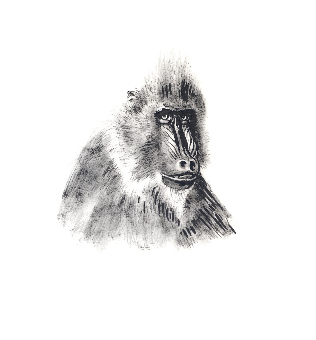 マンドリル、動物の描画、インク描画、アート プリント - Etsy 日本