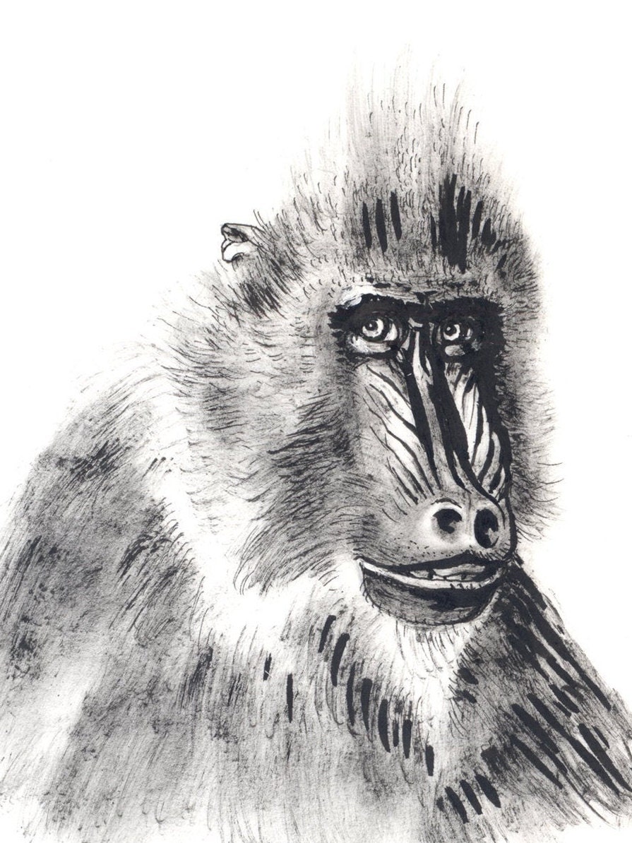 マンドリル、動物の描画、インク描画、アート プリント - Etsy 日本