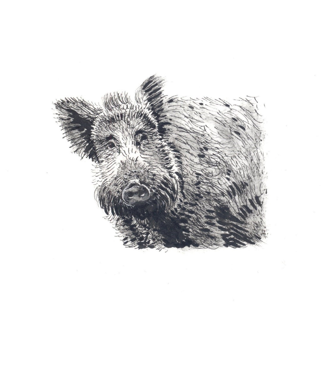 Wild Boar, Animal Drawing, Ink Drawing, Art Print - Etsy