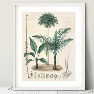 Botanical print Palm tree print Make set of 3 prints Antique botanical art Safari nursery wall art Downloadable prints Printable artwork