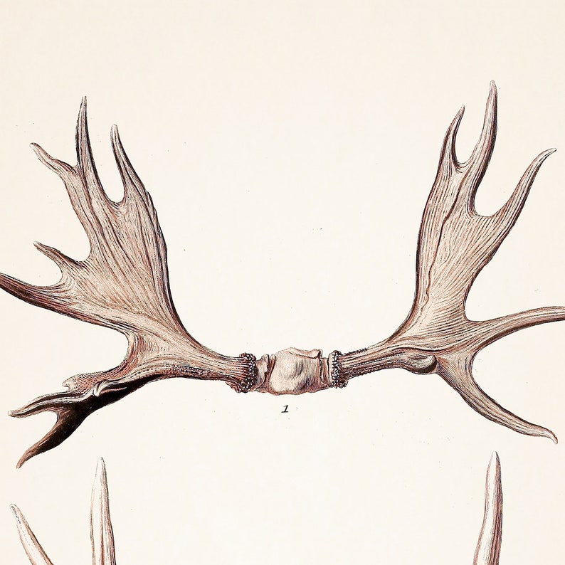 Moose Antlers Print Woodland Adventure Nursery Wall Art Kids Room Decor ...