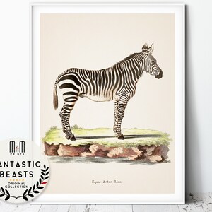 Zebra print Safari nursery decor Nursery wall art Antique animal print Jungle nursery Safari theme kids room decor Printable Downloadable