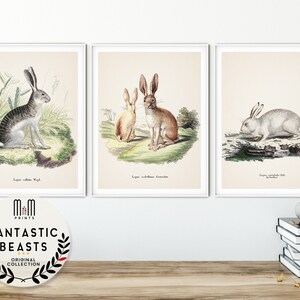Rabbit print Set of 3 prints Woodland nursery wall art Kids room decor Printable nursery art Downloadable antique animal print Illustration