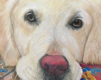 Custom Pet Portraits in Colored Pencil