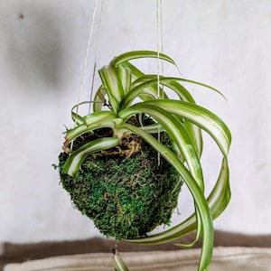 May include: A hanging kokedama, a Japanese moss ball, featuring a spider plant. The plant has long, arching green and white striped leaves. The moss ball is covered in vibrant green moss and is suspended by thin, white cords.