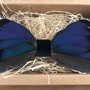 Puede incluir: Una pajarita de plumas azul y negra con una banda de terciopelo negro. La pajarita se muestra en una caja con papel triturado.