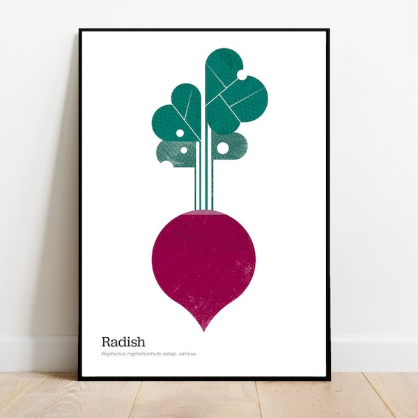 Radish illustration, retro midcentury 1960s Illustration print/poster classic scandi - food print - minimalist art - retro poster, food art