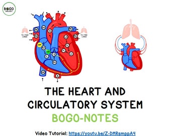 The Heart and Circulatory System: Guided Notes & Study Guide