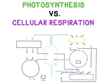 Cellular Respiration Guided Notes and Diagrams Printable Handout - Etsy