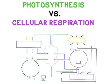 Photosynthesis vs. Cellular Respiration Guided Notes and Diagrams Printable Handout