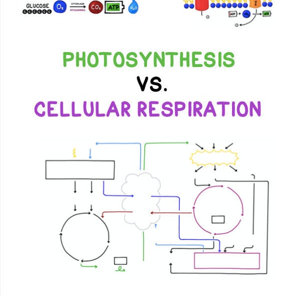 Photosynthesis vs. Cellular Respiration Guided Notes and Diagrams Printable Handout