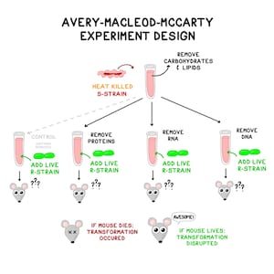 The Avery Experiment: Guided Notes and Study Guide