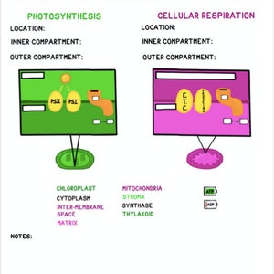 Photosynthese vs. Zellatmung Geführte Notizen und Diagramme Druckbare Handout Bild 3