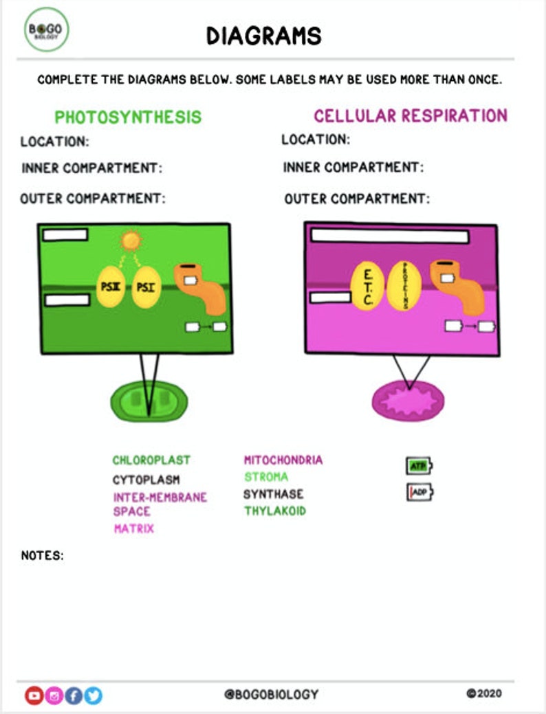 Photosynthese vs. Zellatmung Geführte Notizen und Diagramme Druckbare Handout Bild 3