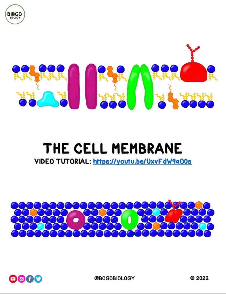 Cell Membrane Guided Notes Printable 13 pages image 2