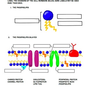 Cell Membrane Guided Notes Printable (13 pages)