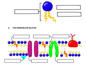 Cell Membrane Guided Notes Printable (13 pages)